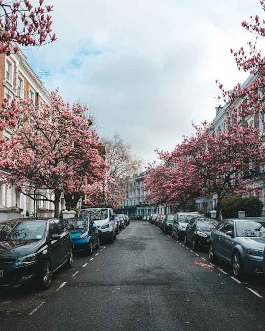 A residential street lined with parked cars on both sides, featuring a mix of compact and mid-sized vehicles with various colours including black, silver, blue, and white. The street surface appears to be asphalt with clearly marked parking bays and some minor wear. Prominent in the scene are multiple trees in full bloom with pink blossoms, their branches extending over the parked vehicles and creating a vibrant canopy that contrasts with the grey pavement. The trees are situated on the pavements in front of elegant, multi-storey Victorian-style terraced houses with brick facades, sash windows, and decorative white trim, aligned along the street on both sides. The sky overhead is partly cloudy with patches of blue visible, casting a diffused natural light over the scene. The overall atmosphere is calm and inviting, typical of an inner-city residential area during springtime, and the image subtly highlights the importance of community street maintenance and the role of private rubbish removal services like Rubbish Removal Kensington in maintaining such clean urban environments amidst natural beauty.