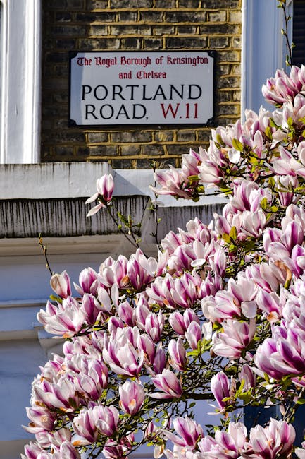 A section of a brick building facade featuring a street sign that reads 'The Royal Borough of Kensington and Chelsea, PORTLAND ROAD, W.11' mounted on the wall above a white window frame. In the foreground, a blooming magnolia tree with large, pink and white petals and green stems partially obscures the sign and window. The blossoms are densely clustered, creating a vibrant display of flowers, while the building's exterior and window frame provide a neutral, urban background. The scene is well-lit, highlighting the textures of the brick wall, the smooth finish of the window frame, and the delicate petals of the magnolia blossoms, fitting within a typical residential area that may be subject to local rubbish and waste collection regulations, with potential for private waste handling in such neighbourhoods.